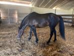 Kudde Paarden, Dieren en Toebehoren, Paarden, Meerdere dieren, Onbeleerd, 160 tot 165 cm