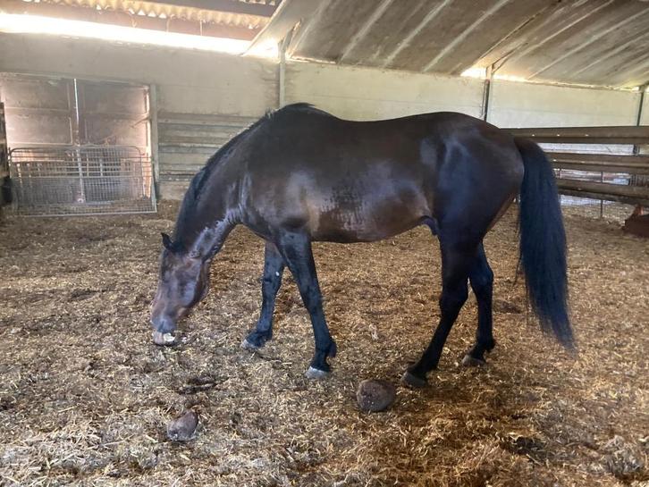 Kudde Paarden, Dieren en Toebehoren, Paarden, Meerdere dieren, Onbeleerd, 160 tot 165 cm