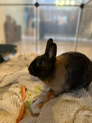 Dwergkonijntje, Dieren en Toebehoren, Mannelijk, Dwerg, 0 tot 2 jaar