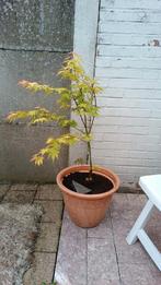 Acer palmatum orange dream, Jardin & Terrasse, Plantes | Arbres, Enlèvement ou Envoi