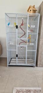 Te koop Grasparkieten met een kooi 135x77x46, Meerdere dieren, Parkiet