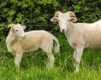 Wiltshire horn lammeren, gevaccineerd tegen blauwtong, Dieren en Toebehoren, Schapen, Geiten en Varkens, Meerdere dieren, Schaap