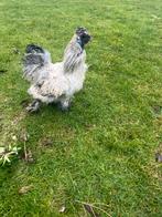 Zijdehoender haan, Dieren en Toebehoren, Pluimvee