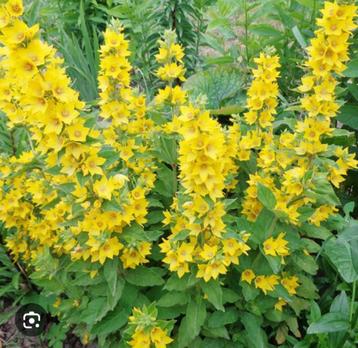 Plants de Lysimachia 