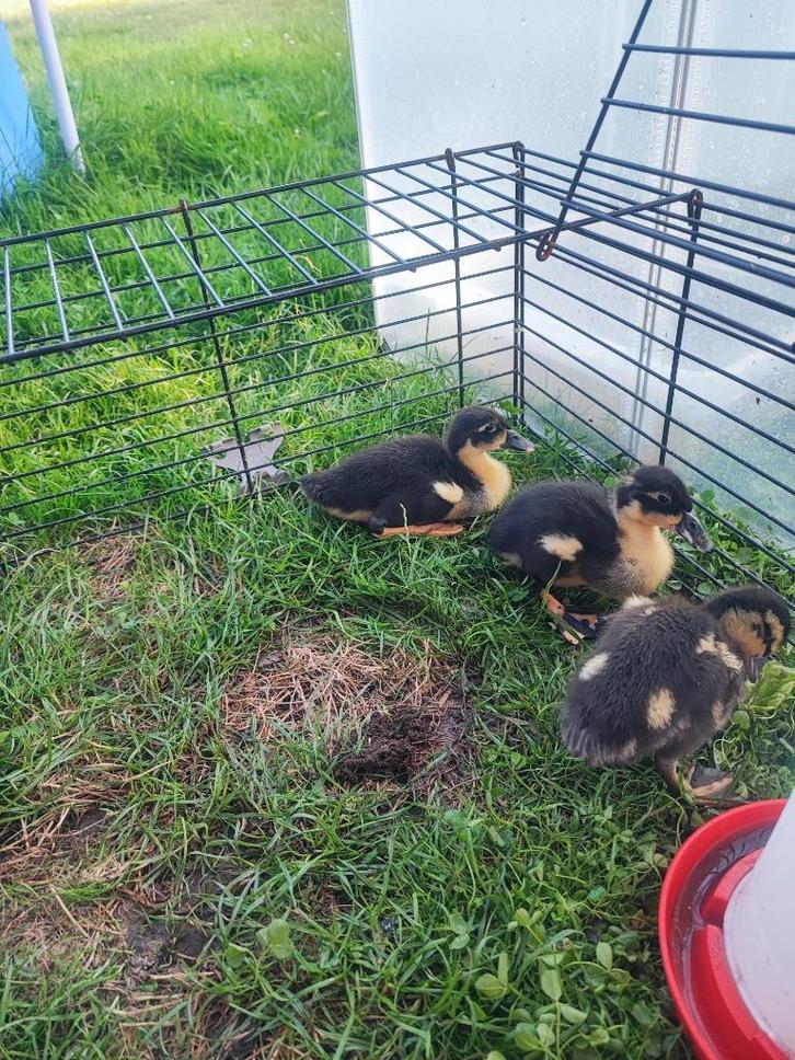 Kleine eendjes zoeken goede thuis, Dieren en Toebehoren, Pluimvee, Eend, Geslacht onbekend