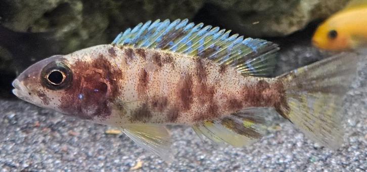 Aulonocara Yellow Berry malawi cichliden, Dieren en Toebehoren, Vissen | Aquariumvissen, Zoetwatervis, Vis