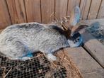 GEZOCHT  jonge voedster Belgisch zilver, Dieren en Toebehoren, Konijnen