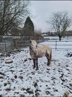 Brave hengst 1 05 m, Étalon, M