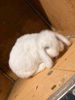 Mini lopje voedster, Dieren en Toebehoren