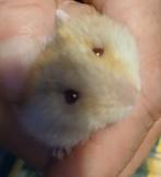 Dwerghamster, Dieren en Toebehoren, Knaagdieren, Hamster, November, Meerdere dieren, Tam