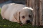 Prachtige blonde Labrador pups, Dieren en Toebehoren, Honden | Retrievers, Spaniëls en Waterhonden, België, CDV (hondenziekte)