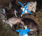 Chevre  et bouc, Dieren en Toebehoren, Schapen, Geiten en Varkens