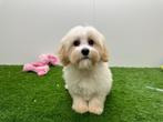 Maltipoo Puberpups - Champagne kleur