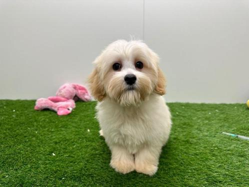 Maltipoo Puberpups - Champagne kleur, Dieren en Toebehoren, Honden | Niet-rashonden, Meerdere dieren, Fokker | Professioneel, Meerdere