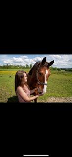 GEZOCHT: menpaard voor in dubbelspan, Dieren en Toebehoren, Paarden, Ruin