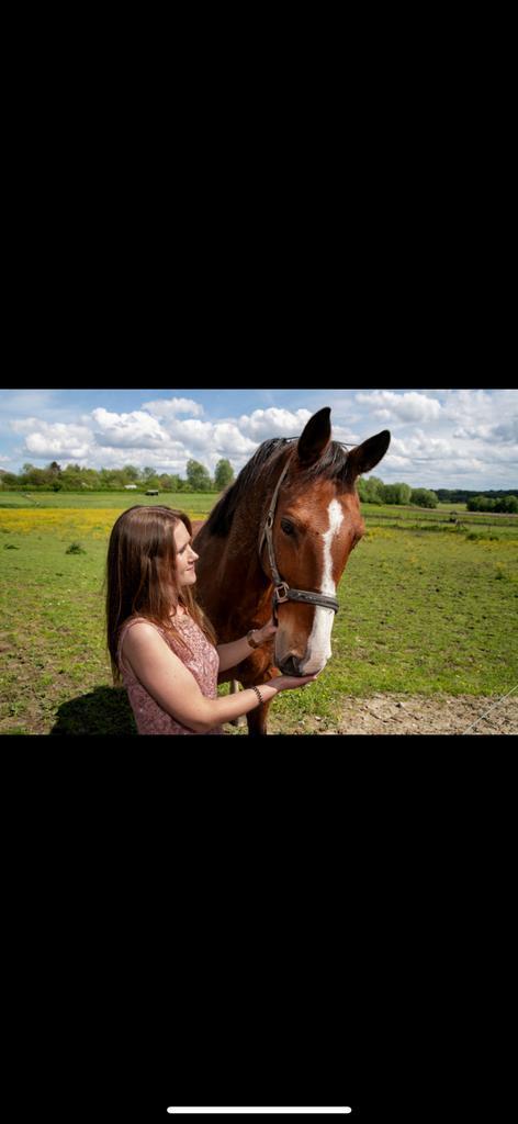 GEZOCHT: menpaard voor in dubbelspan, Dieren en Toebehoren, Paarden, Ruin