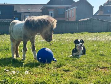Gezocht mini shetlandpony, Dieren en Toebehoren