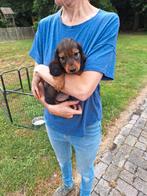 Langharige dwergteckel pups, Dieren en Toebehoren, Honden | Teckels en Dashonden, België, CDV (hondenziekte), 8 tot 15 weken, Dwerg