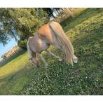 Haflinger merrie Hera uit elite merrie, Dieren en Toebehoren, Paarden, Merrie, Onbeleerd, Ontwormd