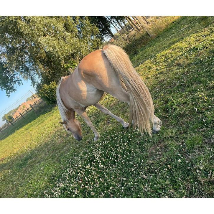 Haflinger merrie Hera uit elite merrie, Dieren en Toebehoren, Paarden, Merrie, Onbeleerd, Ontwormd