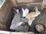 Jonge Vlaamse reuzen, Dieren en Toebehoren, Geslacht onbekend, Groot, 0 tot 2 jaar