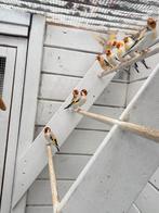 Distelvinken te koop