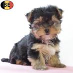 Lieve kleine Yorkshire Terriër pups te koop (Belgisch), Dieren en Toebehoren, Yorkshire Terriër, België, Handelaar, CDV (hondenziekte)
