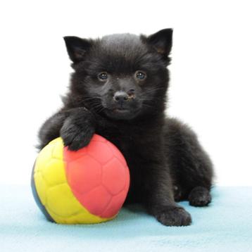 Schipperke - Belgische pups te koop beschikbaar voor biedingen