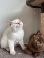 Brits Korthaar kitten met stamboom, Dieren en Toebehoren, Poes, Gechipt, 0 tot 2 jaar