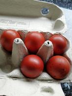 Marans zwart koperhals eieren, Dieren en Toebehoren, Pluimvee