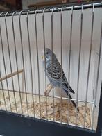 jonge grasparkieten, Dieren en Toebehoren, Parkiet, Geringd