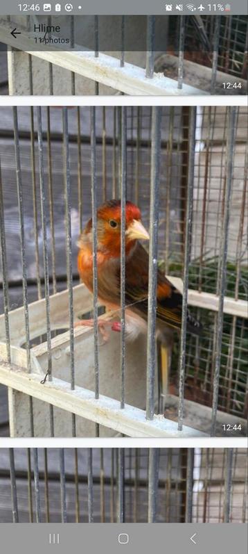 2 Mitisse Chardonneret 2024 met ring 50 euro per stuk, Dieren en Toebehoren, Ophalen of Verzenden