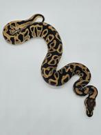 Python regius Cypress Leopard 100% het clown, Animaux & Accessoires, Serpent, Domestique, 0 à 2 ans