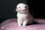 🐱Hypoallergene Neva Masquerade (Siberische katten) kittens, Dieren en Toebehoren, Meerdere dieren, 0 tot 2 jaar, Gechipt