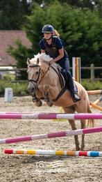 Mooi lieve d pony, Dieren en Toebehoren, Ruin, D pony (1.37m tot 1.48m), 11 jaar of ouder
