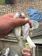 Huismus mutaties Himalaya kruisbek zwarte sijs, Dieren en Toebehoren, Meerdere dieren, Wildzangvogel, Geringd