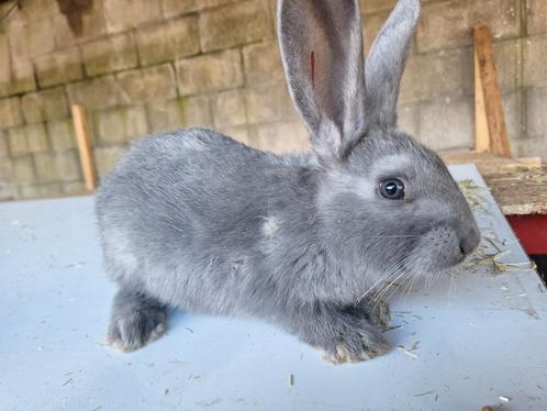 Duitse reus konijntjes, Dieren en Toebehoren, Konijnen