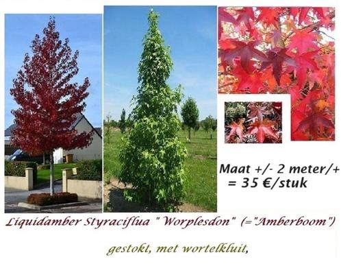 ARBRES AMBRÉS (LIQUIDAMBER) 1,80 - 2 mètres : (avec motte) :, Jardin & Terrasse, Plantes | Arbustes & Haies, Arbuste, Autres espèces