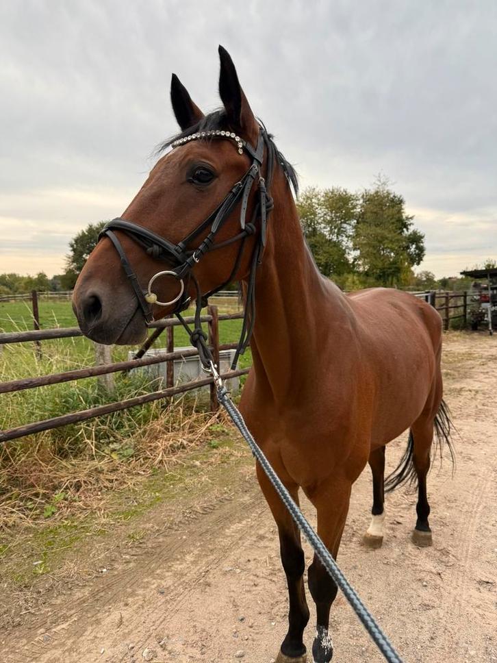 Wandelpaard/ weidemaatje te koop, Dieren en Toebehoren, Paarden, Ruin, Niet van toepassing, 165 tot 170 cm, 3 tot 6 jaar, Met stamboom