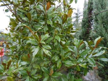 magnolia galloniensis beschikbaar voor biedingen