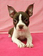 Super lieve Boston Terrier pups!, Dieren en Toebehoren, Honden | Jack Russells en Terriërs, 15 weken tot 1 jaar, Overige rassen