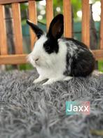 Ter adoptie asiel konijntjes, Dieren en Toebehoren