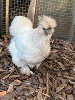 Zijdehoen hen, Dieren en Toebehoren