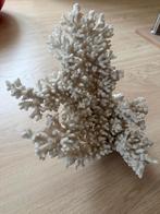 Koralen en sierschelpen, Enlèvement