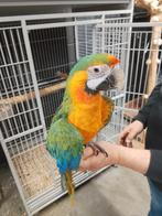 De jeunes aras catalina ou arc-en-ciel apprivoisés avec de l, Plusieurs animaux, Perroquet, Domestique