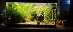 Compleet aquarium juwel, Ophalen, Zo goed als nieuw