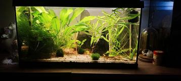 Bijou d'aquarium complet, Enlèvement, Comme neuf