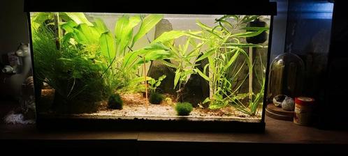 Compleet aquarium juwel, Dieren en Toebehoren, Vissen | Aquaria en Toebehoren, Zo goed als nieuw, Ophalen