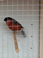 Wildkleur goudvinken mannen, Dieren en Toebehoren, Vogels | Overige Vogels