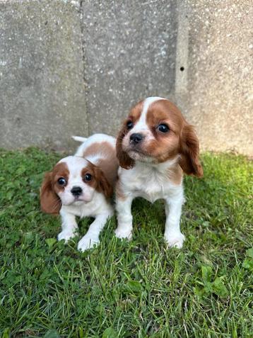 Cavalier King Charles zoeken warme thuis  beschikbaar voor biedingen